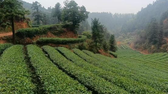 陵：一杯清茶背后的乡村振兴答卷尊龙凯时新