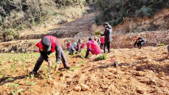 陵：一杯清茶背后的乡村振兴答卷尊龙凯时新版APP首页株洲醴(图3)